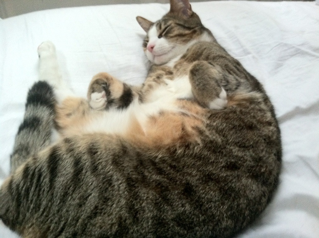 未来成长路线:青训体系的国内外差异及未来趋势,青训lya