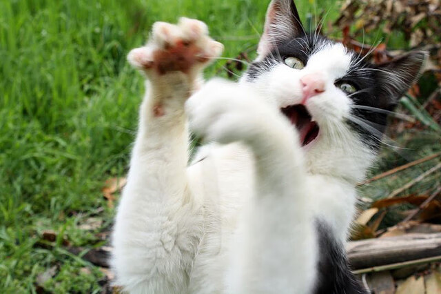 特色足球旅游线路开发,带动区域旅游经济增长,足球旅游业