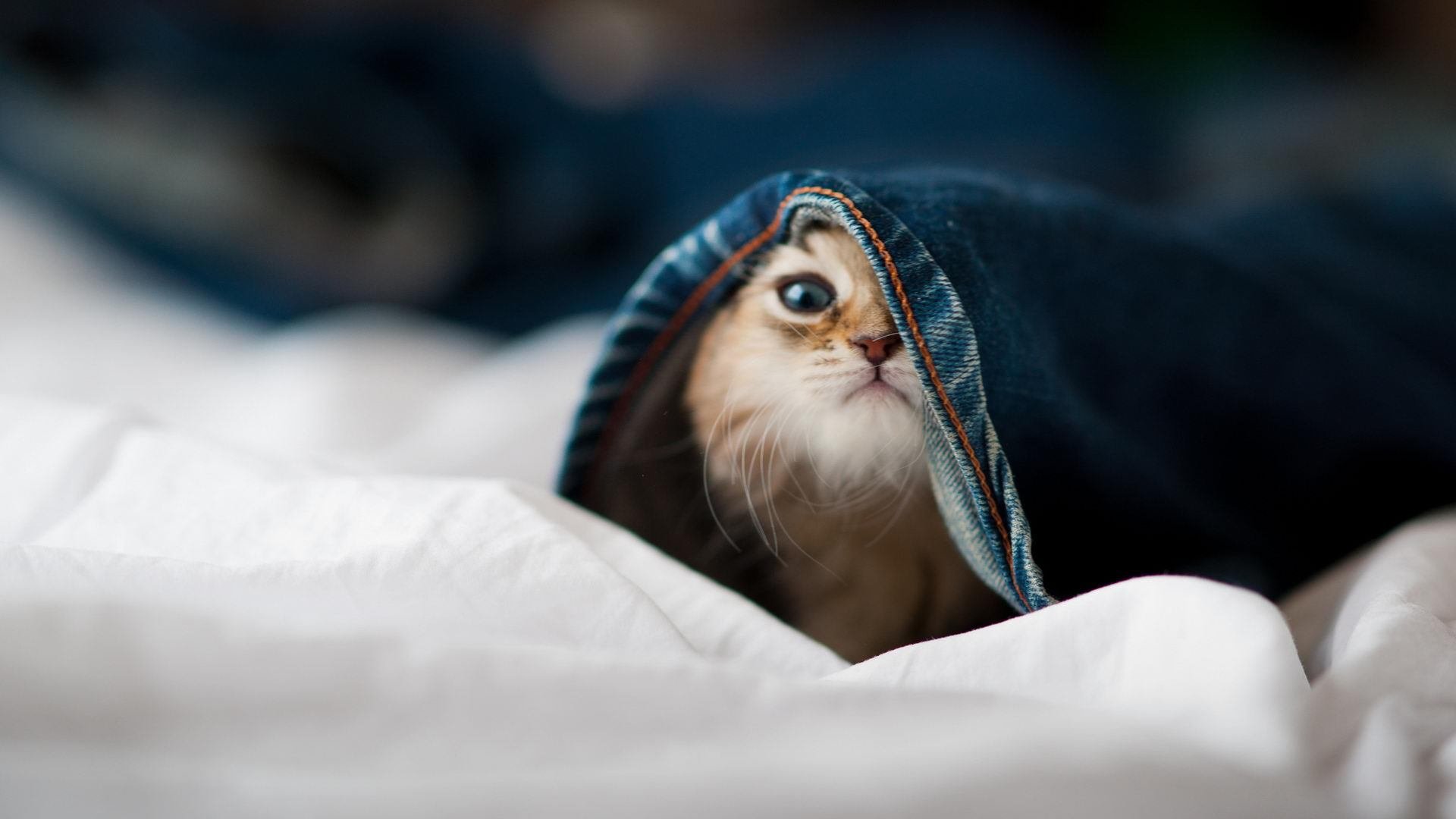 PSG.LGD赛季目标明确冲击冠军,lgd战队前面的psg什么意思