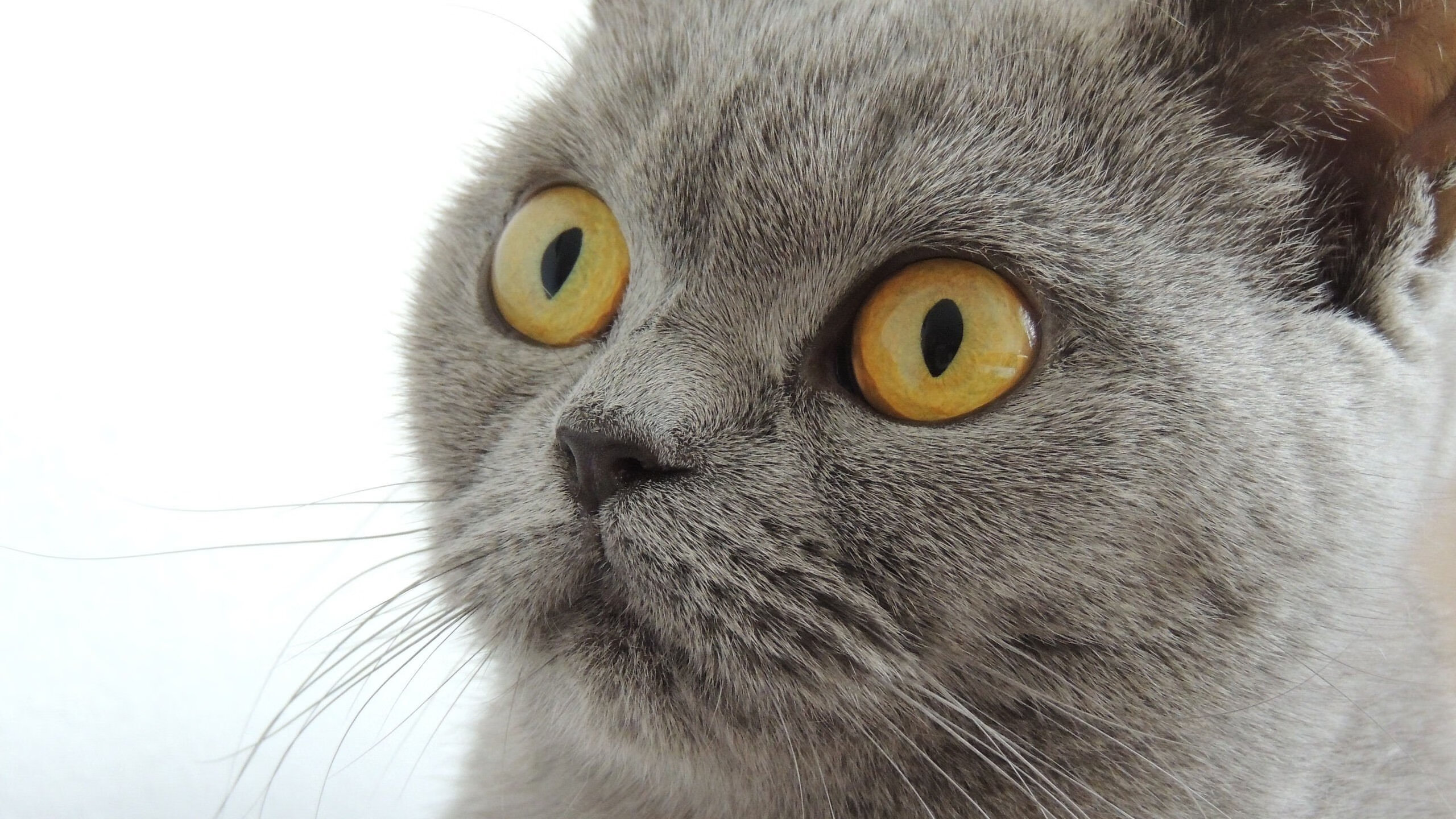 美国CS_GO战队发力社交媒体运营，csgo美国官网