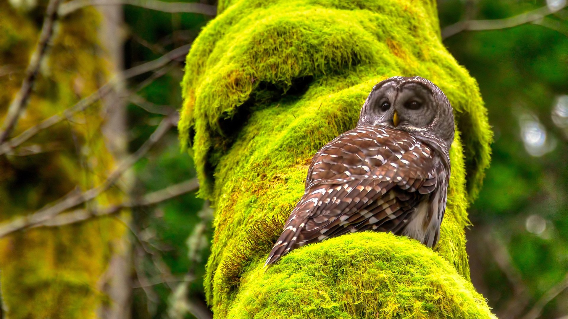 逆转滑雪双板选手后程发力夺冠，滑雪双板转身