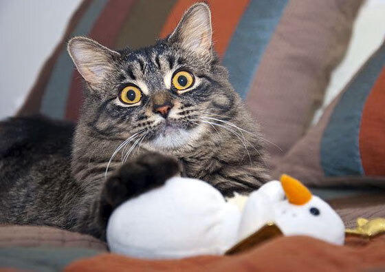 “安赫尔·巴尔博萨:阿根廷美洲狮队的未来之星,突破性的全能球员”