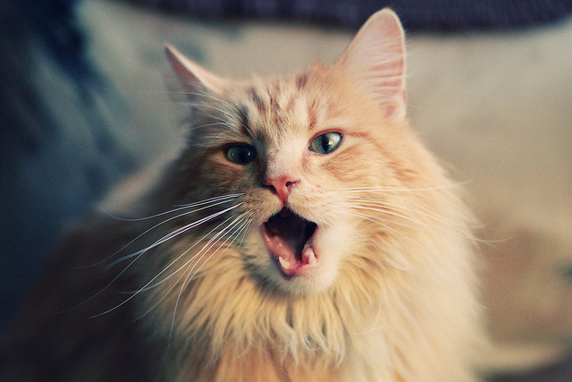 Jiuyou-专业摄影捕捉高光时刻定格精彩瞬间激发更多观众情绪，好的摄影师捕捉瞬间