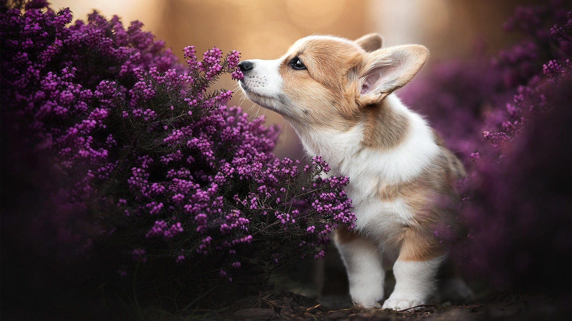 英超最后冲刺:每一场都至关重要,英超最后两轮分析