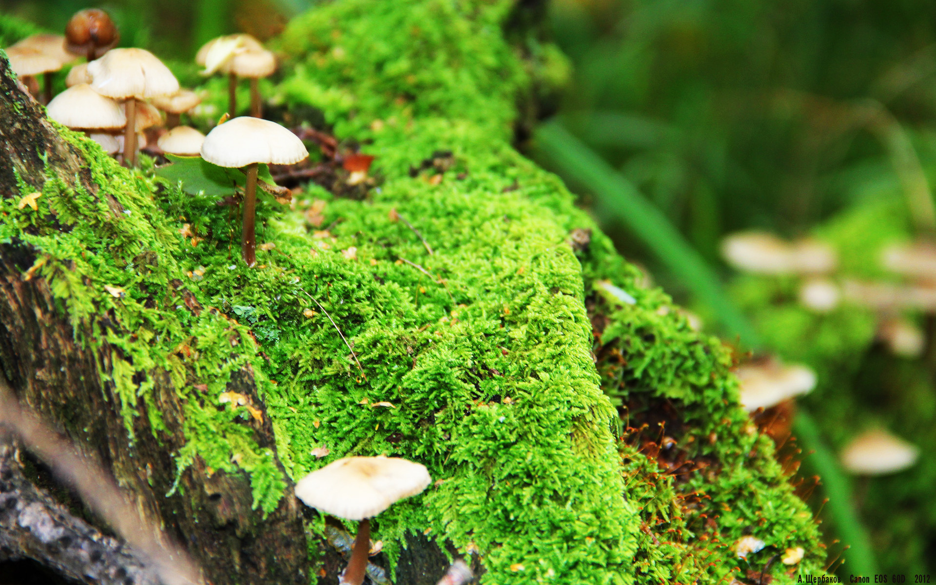 荷兰水球队点球大战中冷静应对,荷兰点球王子